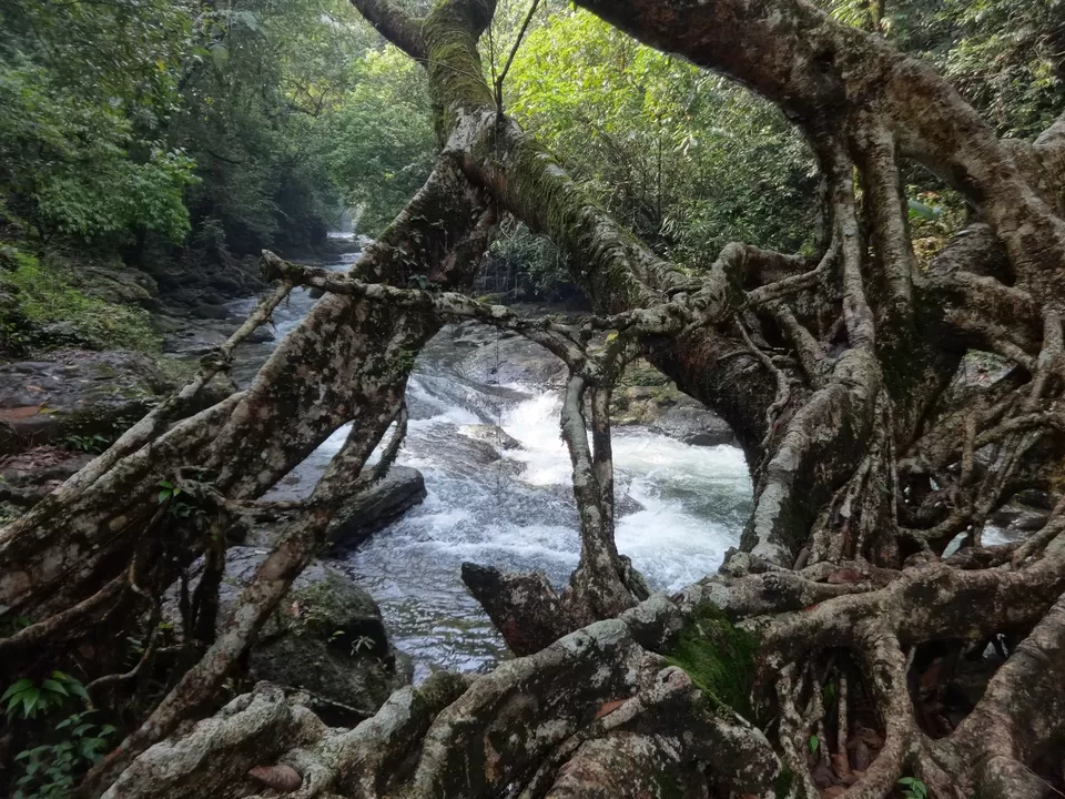 Photo of Mawlynnong, Mawlynnong, Meghalaya 793109, India by Lakshmi Venkateswaran
