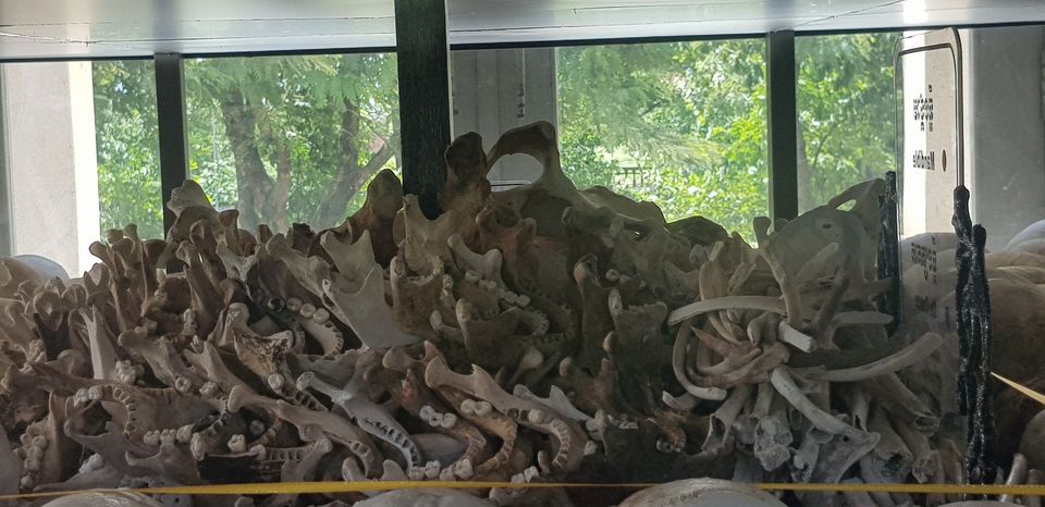 Photo of Why a visit to the Killing Fields is recommended if you want to understand Cambodia by Lakshmi Venkateswaran