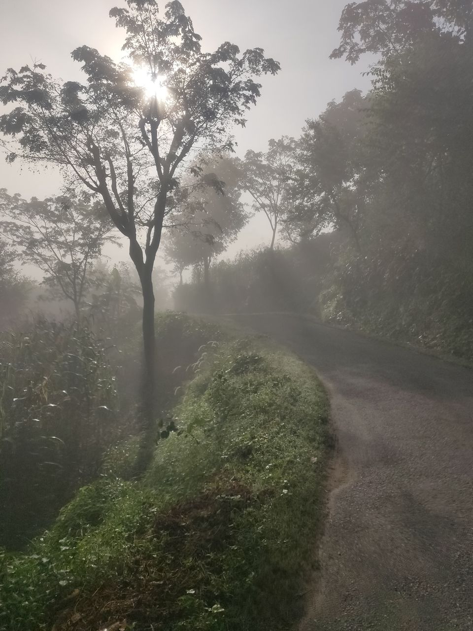Photo of Surah, Hamirpur, Himachal Pradesh, India by Shivangi Dogra