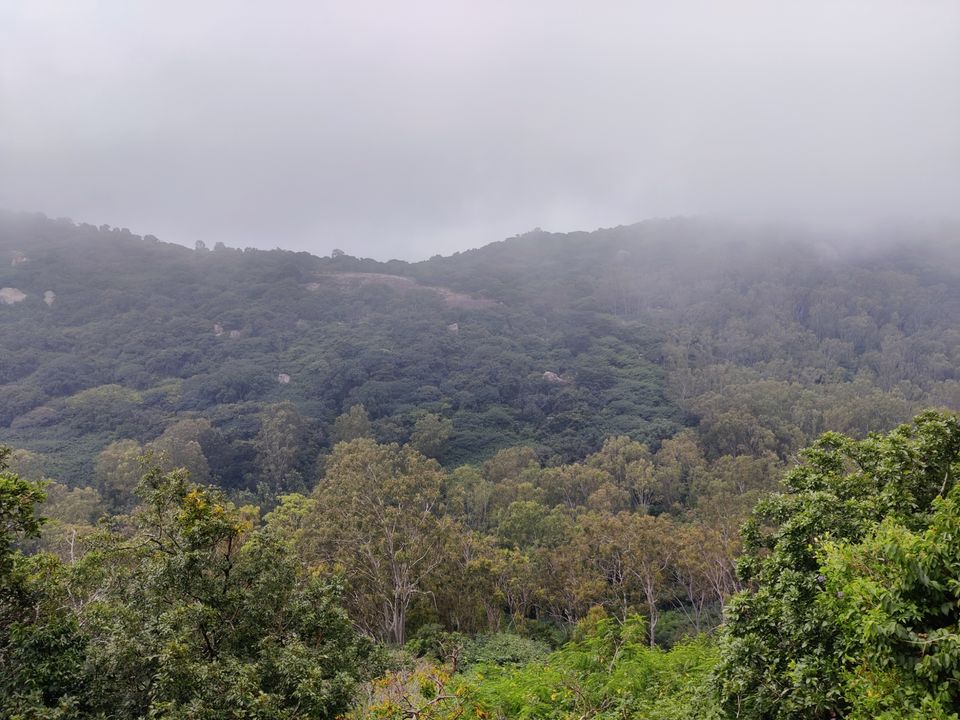 Photo of Windy and Foggy Drive to Ooty of Andhra: Horsely Hills by Jincy Jacob
