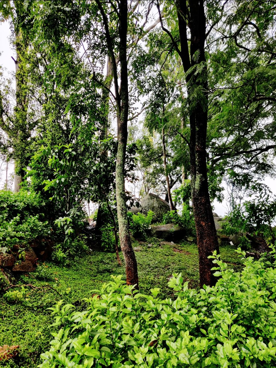 Photo of Windy and Foggy Drive to Ooty of Andhra: Horsely Hills by Jincy Jacob