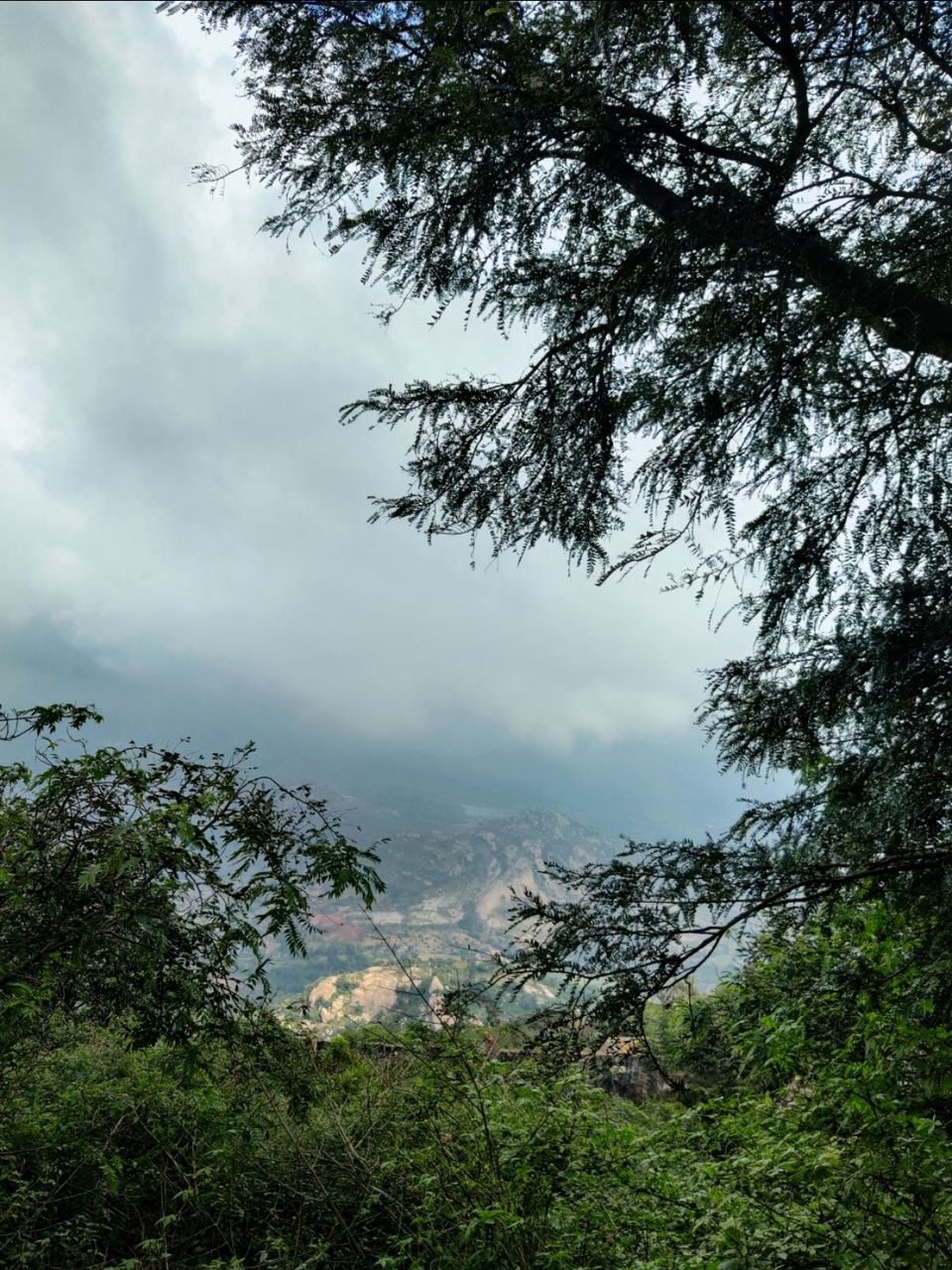 Photo of Windy and Foggy Drive to Ooty of Andhra: Horsely Hills by Jincy Jacob