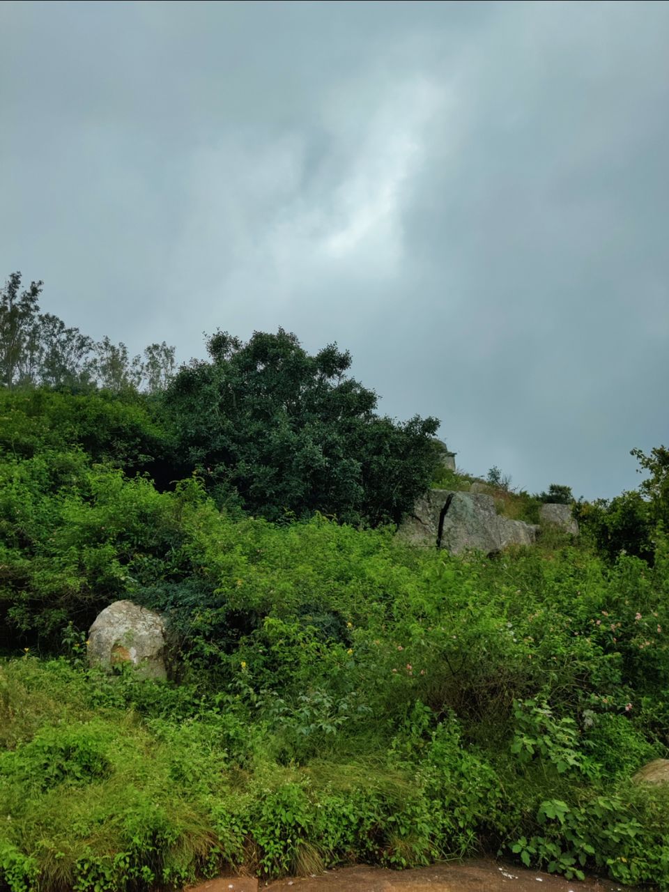 Photo of Windy and Foggy Drive to Ooty of Andhra: Horsely Hills by Jincy Jacob