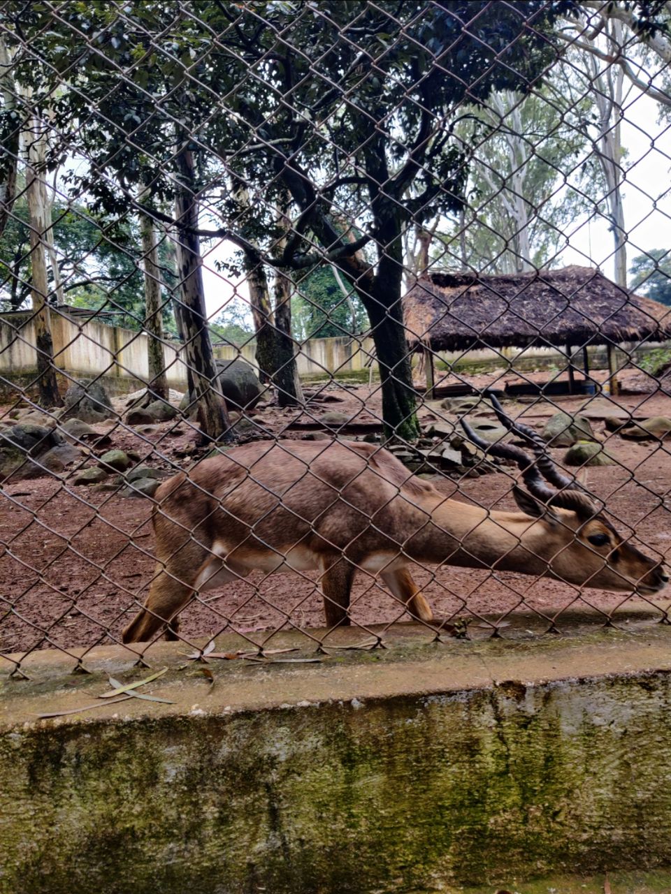Photo of Horsley Hill Zoo by Jincy Jacob
