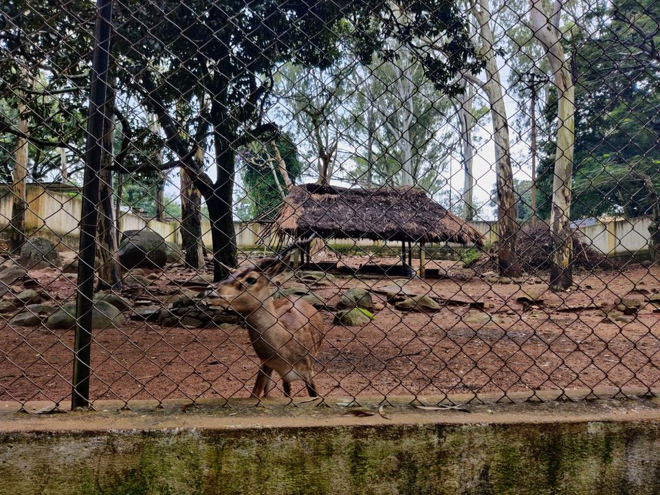 Photo of Horsley Hill Zoo by Jincy Jacob