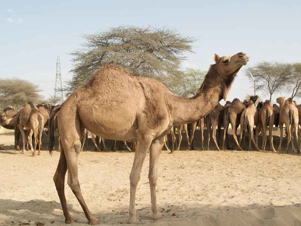 Photo of Bikaner, Rajasthan, India by Jhelum Kaushal