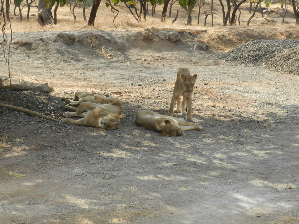 Photo of Gir National Park, Sasan Gir, Gujarat, India by Jhelum Kaushal