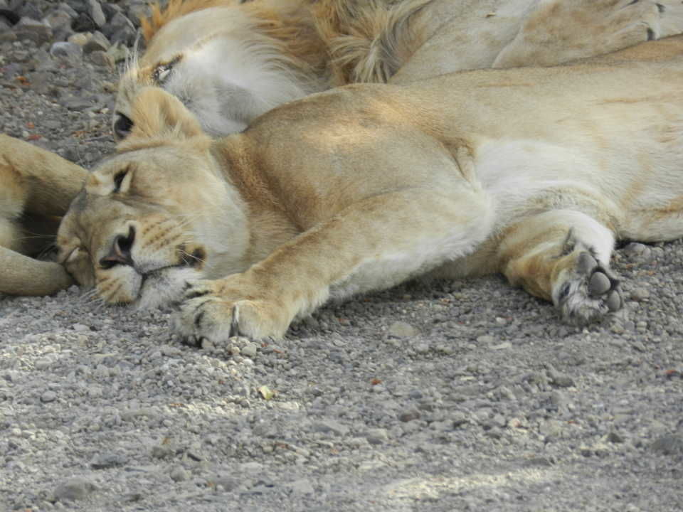Photo of Gir National Park, Sasan Gir, Gujarat, India by Jhelum Kaushal