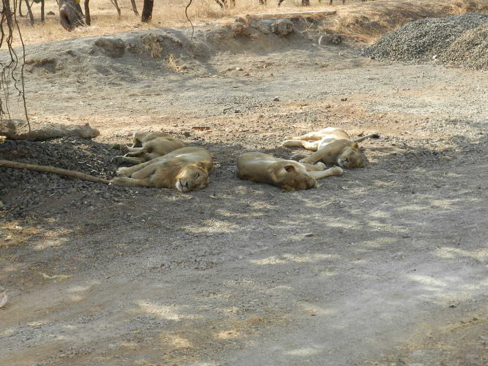 Photo of Gir National Park, Sasan Gir, Gujarat, India by Jhelum Kaushal