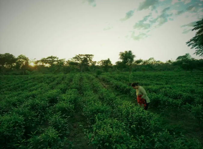 Photo of Sapoi Tea Farms 1914 (Heritage Home), Bhutiaali Gaon, Assam, India by Jhelum Kaushal
