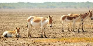 Photo of ૨૬ જાન્યુઆરી ૨૦૦૧ના વિનાશકારી ભૂકંપના ૨૦ વર્ષ બાદ આવું થઈ ગયું છે કચ્છ by Jhelum Kaushal