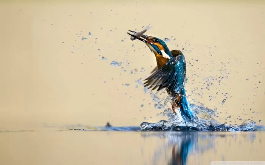 Photo of Goa, India by Jhelum Kaushal