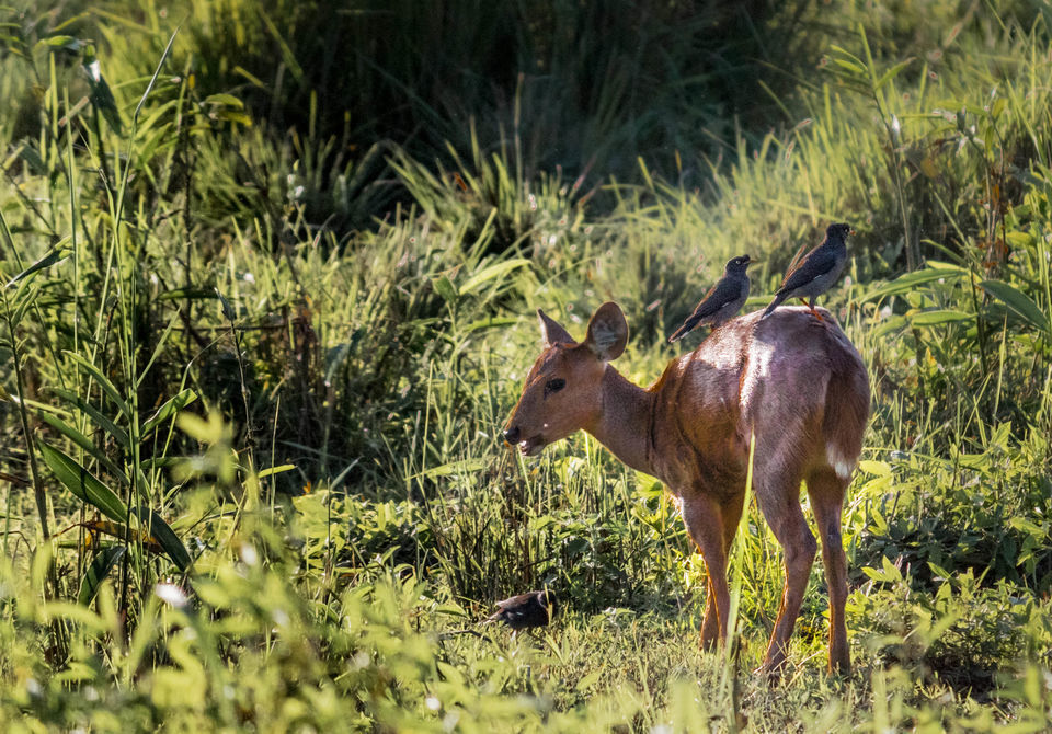 Photo of Kaziranga National Park, Kanchanjuri, Assam, India by Jhelum Kaushal