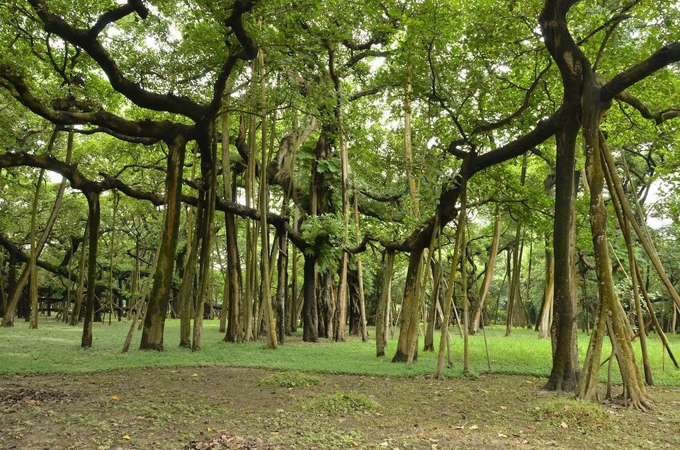 Photo of આ વૃક્ષ છે કે જંગલ? જાણો ભારતમાં આવેલા વિશ્વના સૌથી જુના વૃક્ષ વિષે by Jhelum Kaushal