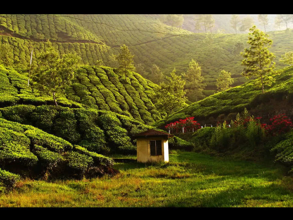 Photo of Munnar, Kerala, India by Jhelum Kaushal