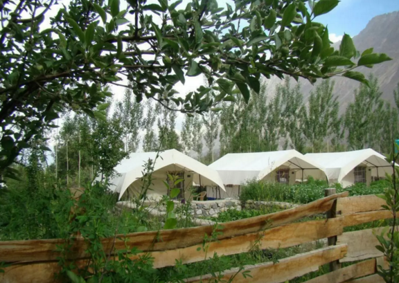Photo of Double Humped Camp Hunder, Nubra by Jhelum Kaushal