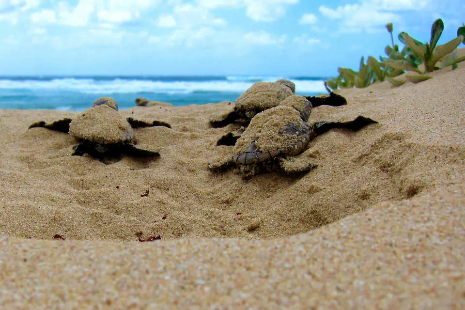 Photo of Hikkaduwa Beach, Sri Lanka by Jhelum Kaushal