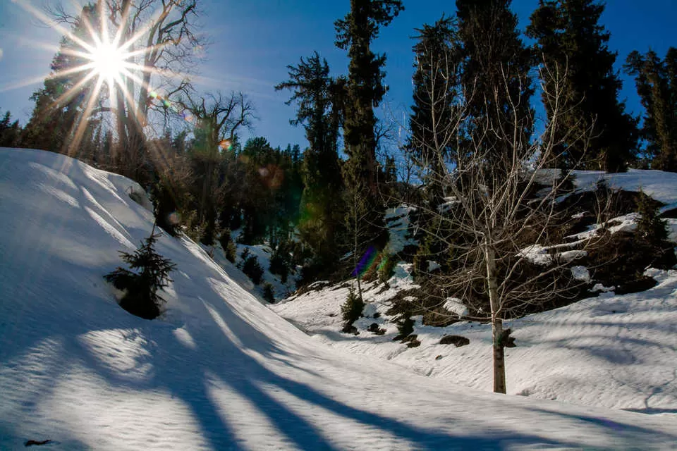 Photo of Palampur, Himachal Pradesh, India by Jhelum Kaushal