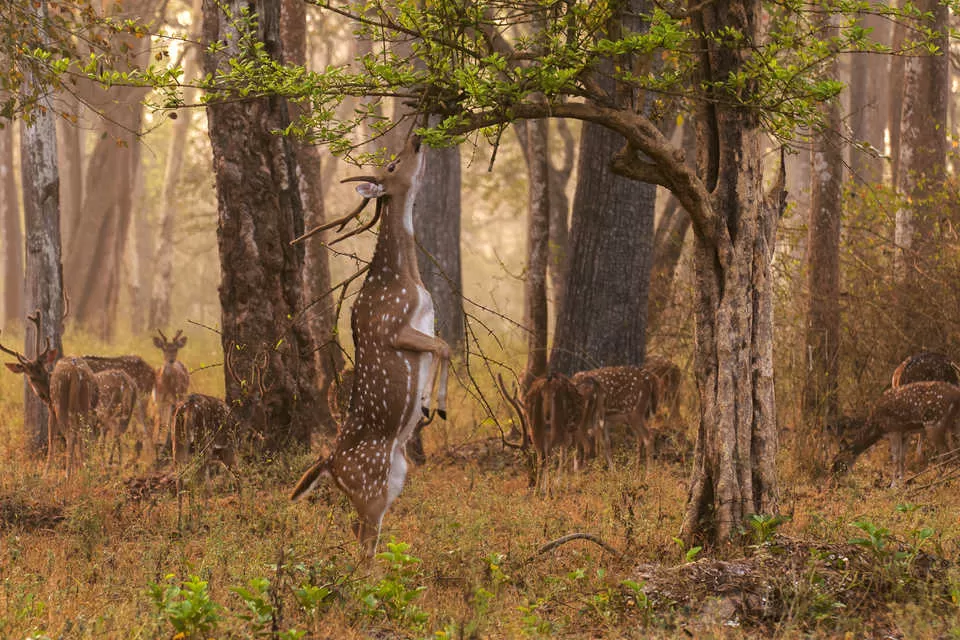 Photo of Nagarhole National Park And Tiger Reserve, Mysore - Madikeri Rd, Hunsur, Karnataka, India by Jhelum Kaushal