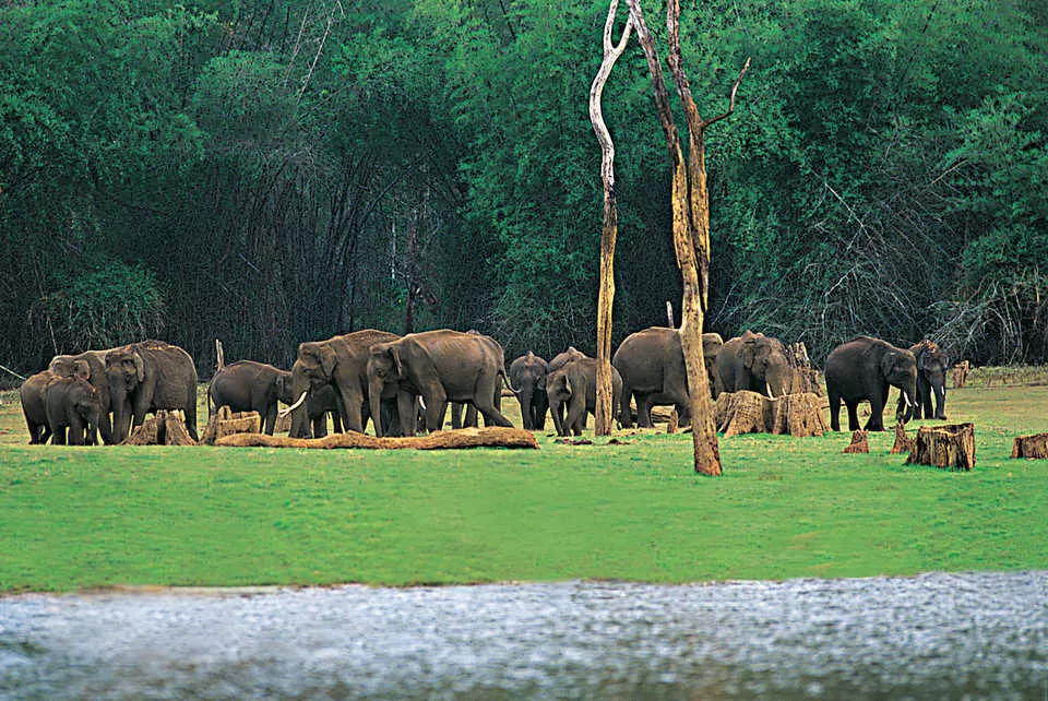 Photo of Periyar National Park, Kerala, India by Jhelum Kaushal