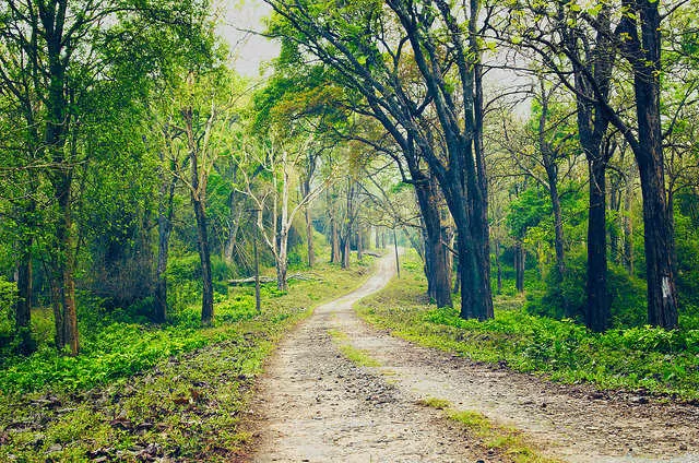 Photo of Gurais Valley, Forest Block by Jhelum Kaushal