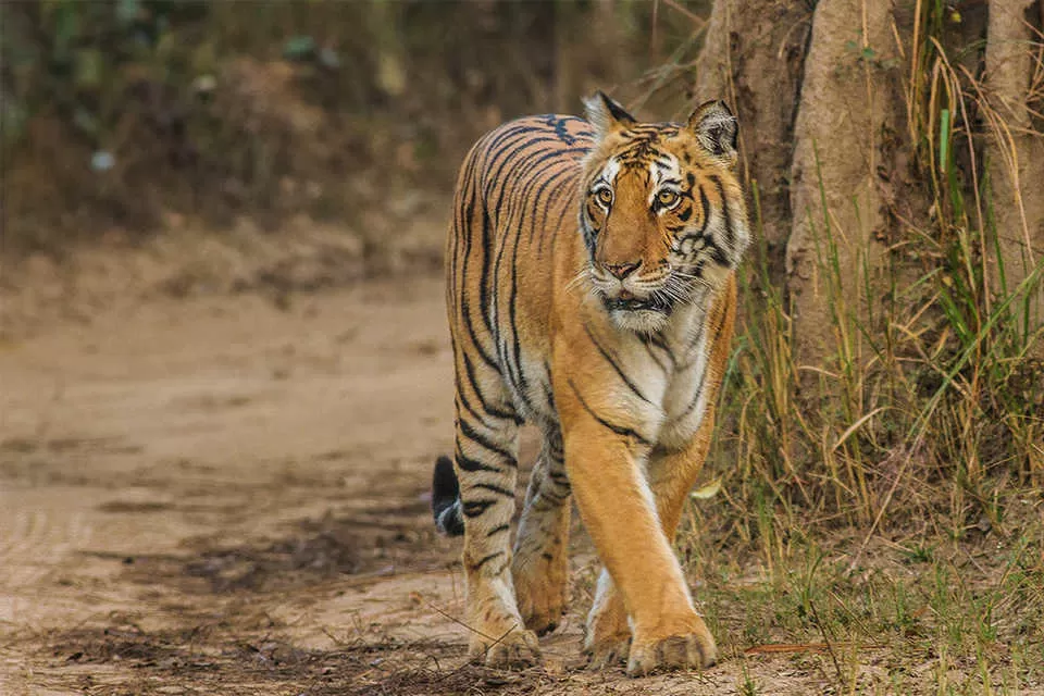 Photo of Jim Corbett National Park, Ramnagar, Uttarakhand, India by Jhelum Kaushal