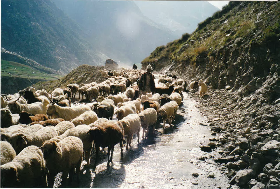 Photo of Mashobra, Himachal Pradesh, India by Jhelum Kaushal