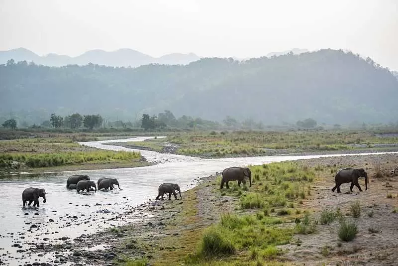 Photo of Jim Corbett National Park, Ramnagar, Uttarakhand, India by Jhelum Kaushal