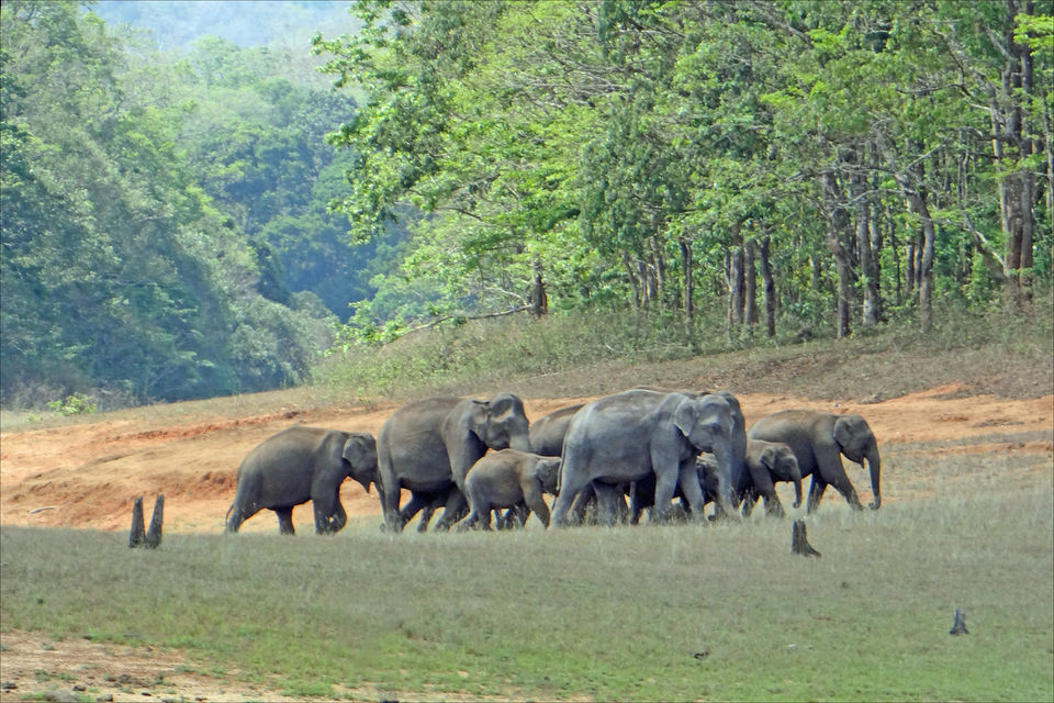 Photo of Periyar National Park, Kerala, India by Jhelum Kaushal