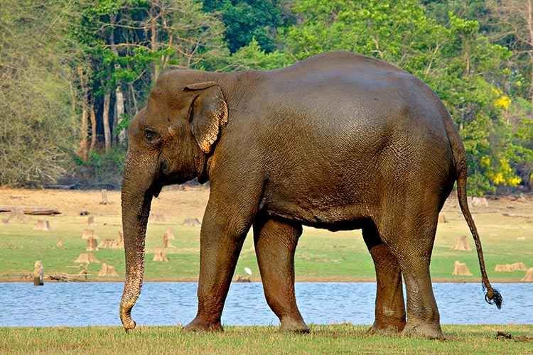 Photo of પેરિયાર નેશનલ પાર્ક - માત્ર 200 રૂપિયામાં બોટ સફારી અને વાઘોને જોવાની તક! by Jhelum Kaushal