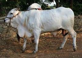 Photo of આંધ્રપ્રદેશ અને તેલંગાણા: એક જ ભાષા બોલતા બે રાજ્યો by Jhelum Kaushal