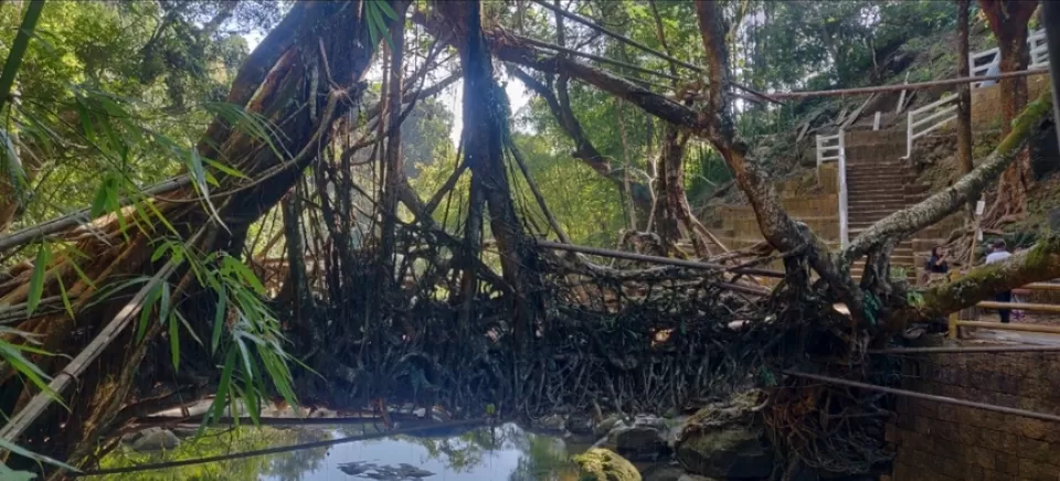 Photo of Living Root Bridge, Meghalaya, India by Bhavya shetty