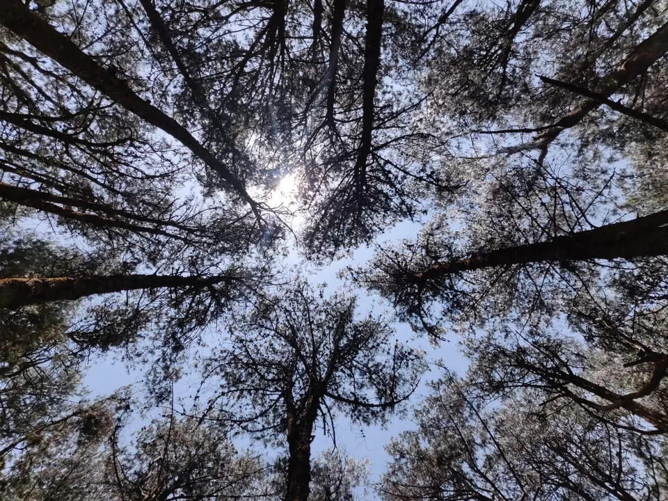 Photo of Pine Tree Forest, Kodaikanal, Tamil Nadu, India by Bhavya shetty
