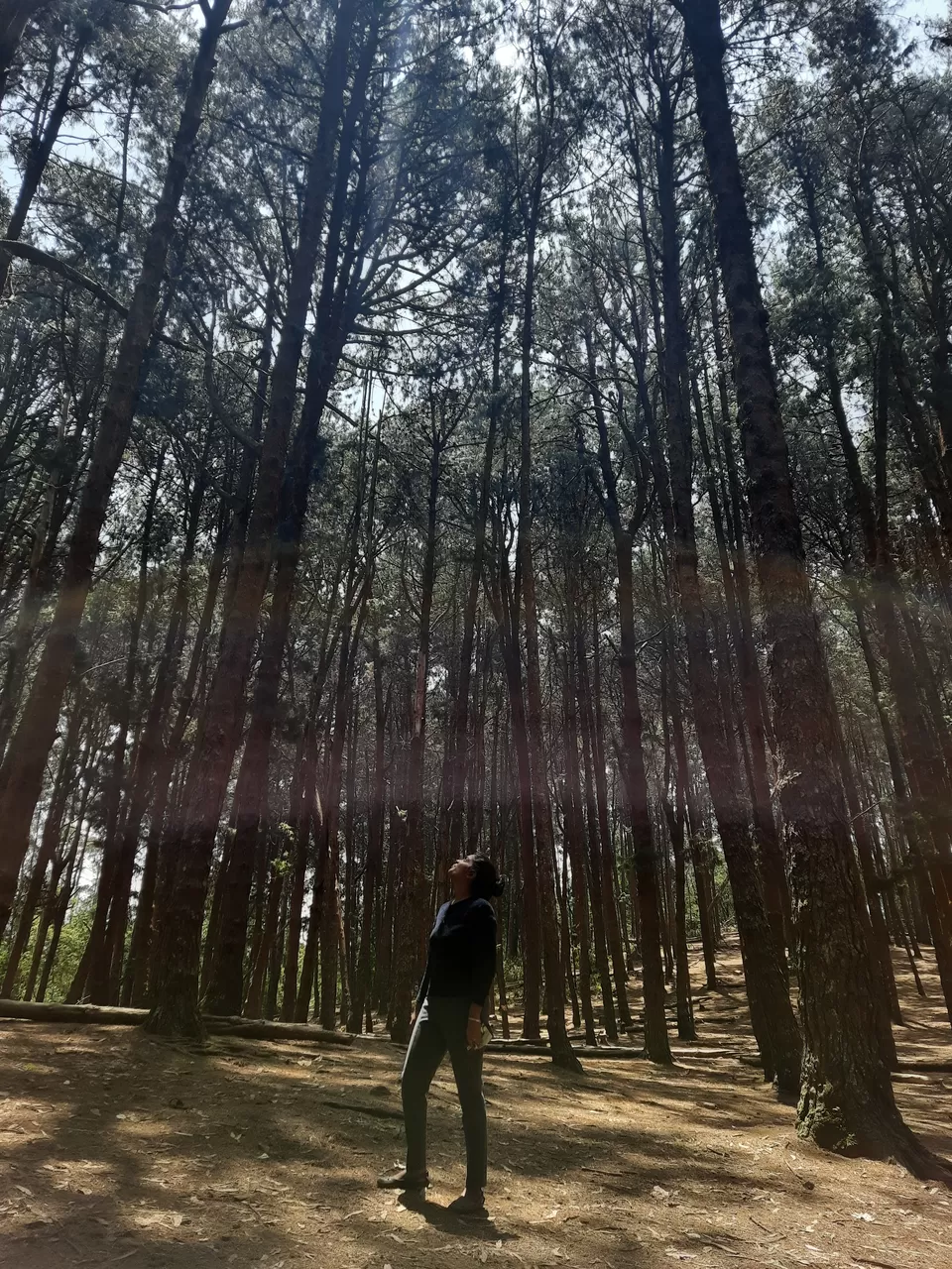 Photo of Pine Tree Forest, Kodaikanal, Tamil Nadu, India by Bhavya shetty