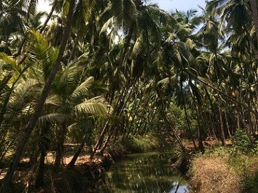 Photo of 10 Reasons Why You Should Visit Goa This Monsoon 8/11 by Vinnie Singh