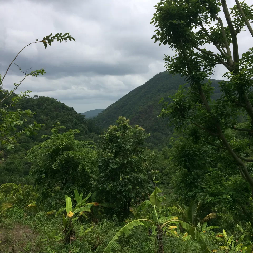 Photo of Cotigao Wildlife Sanctuary, Khotigao, Goa, India by Vinnie Singh