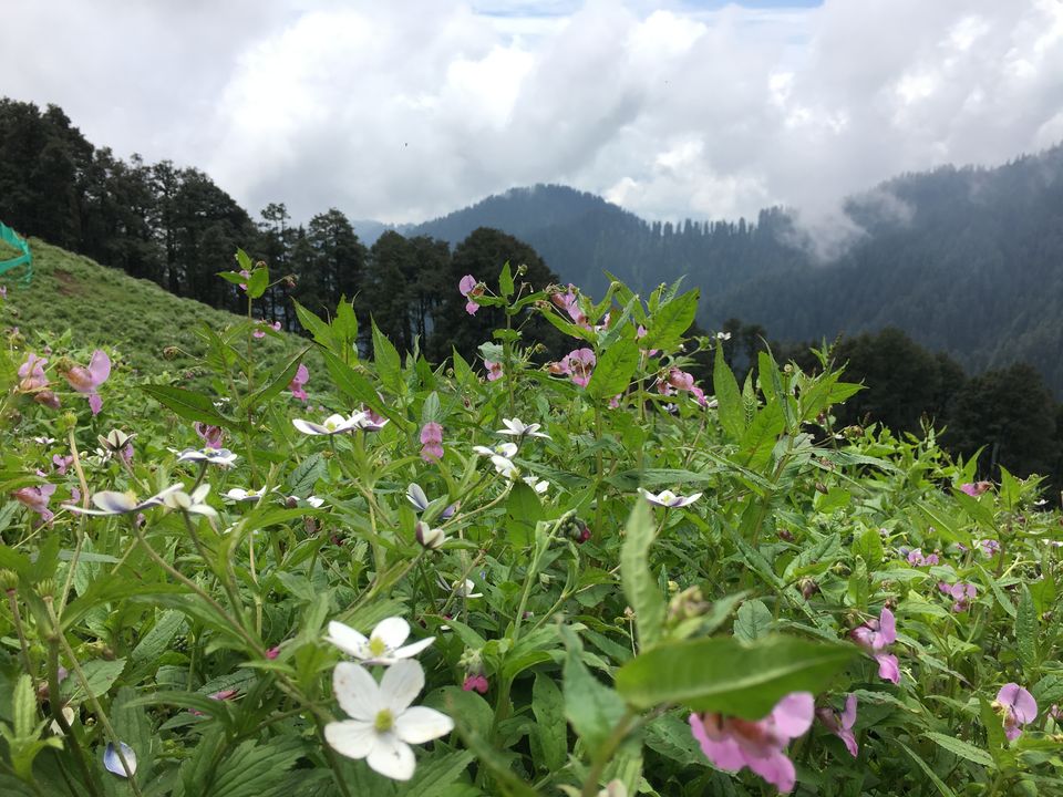 Photo of Jalori Pass, Jalori, Sajwar, Himachal Pradesh by Vinnie Singh