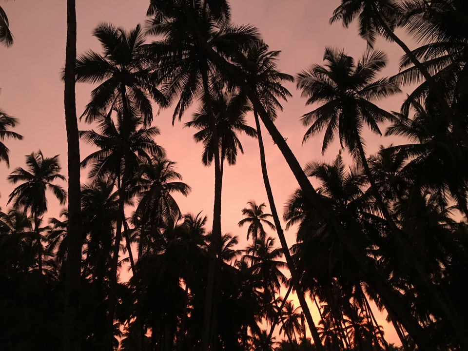 Photo of 25 awesome things to do in South Goa by Vinnie Singh