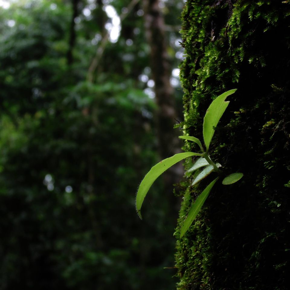 Photo of Meghalaya Diary by Sabuj Ghosh