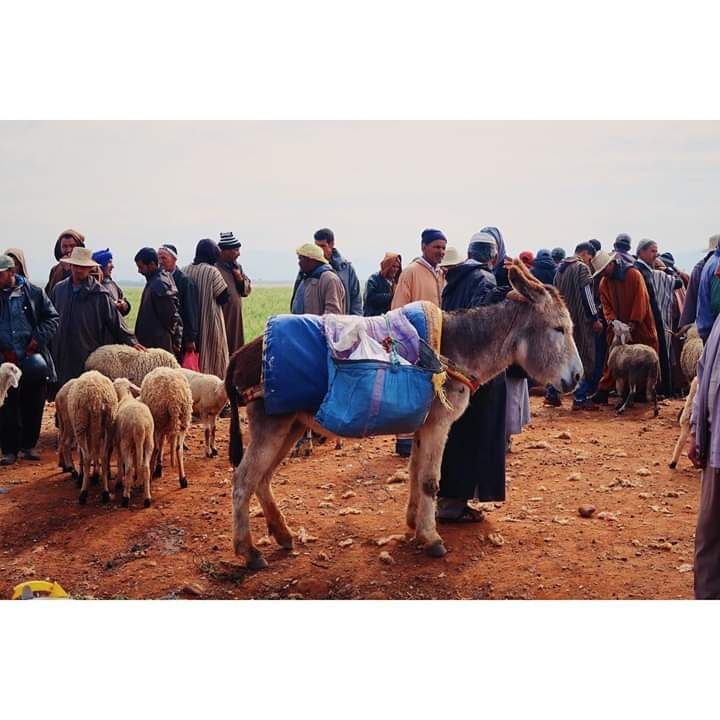Photo of Atlas Mountain Trekking by Atlas Mountain Trekking Local Tour Company