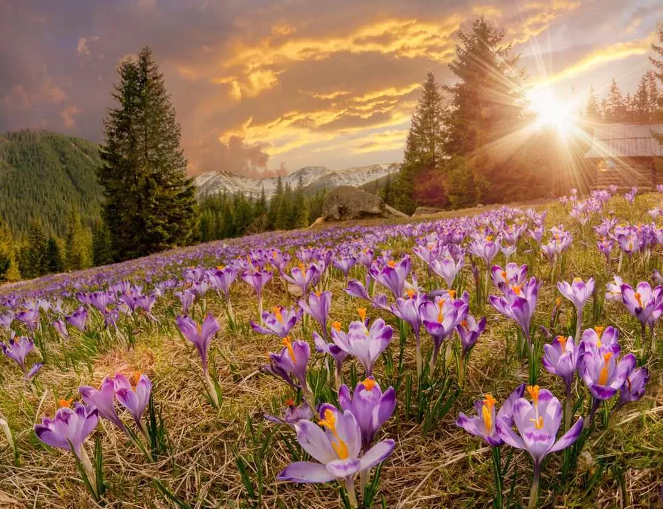 Photo of Valley Of Flowers, Uttarkashi, Uttarakhand, India by RAVI SINGH