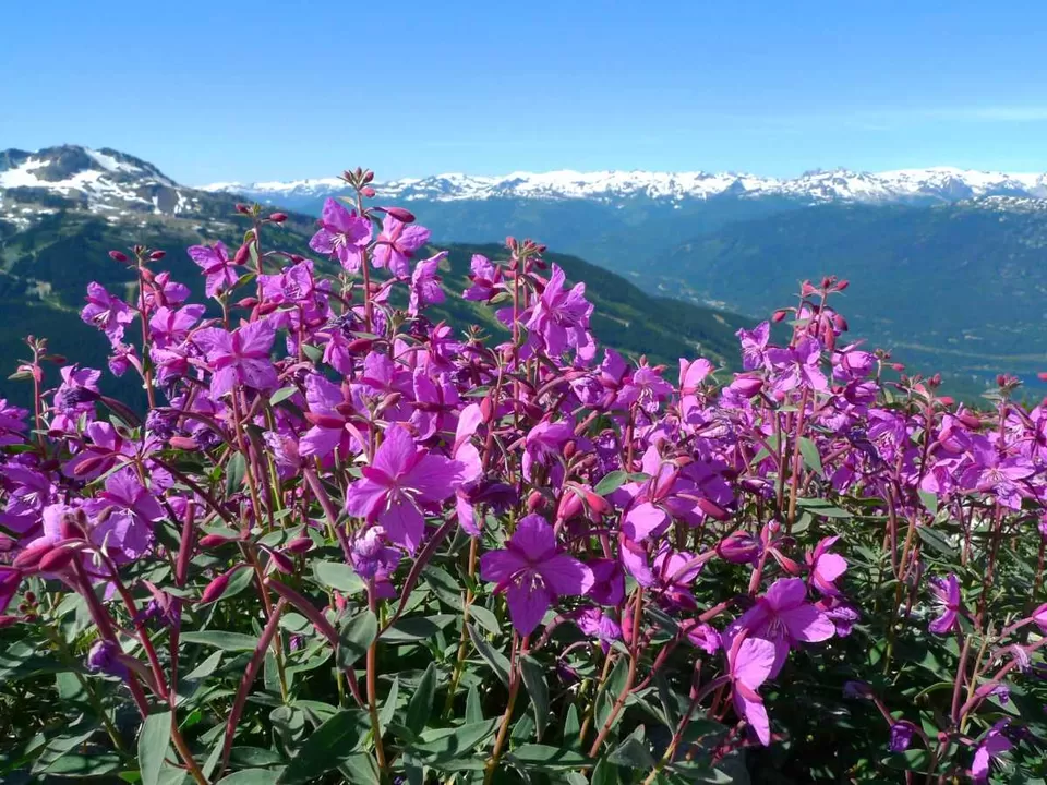 Photo of Valley Of Flowers, Uttarkashi, Uttarakhand, India by RAVI SINGH