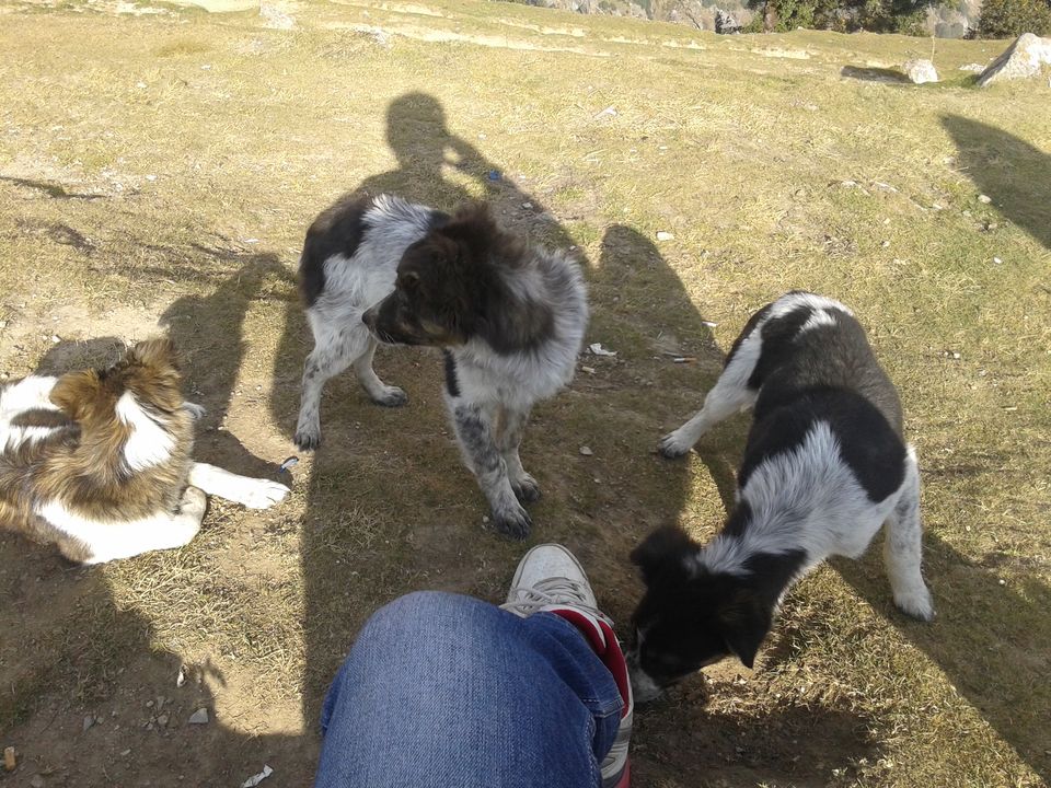Photo of Solo Escapades: Triund/McLeodganj 10/16 by Sanyam Malhotra