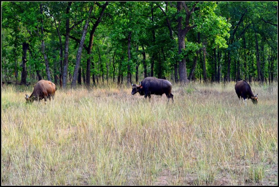 Photo of A Wild Encounter: Bandhavgarh 5/8 by Neha Sharma