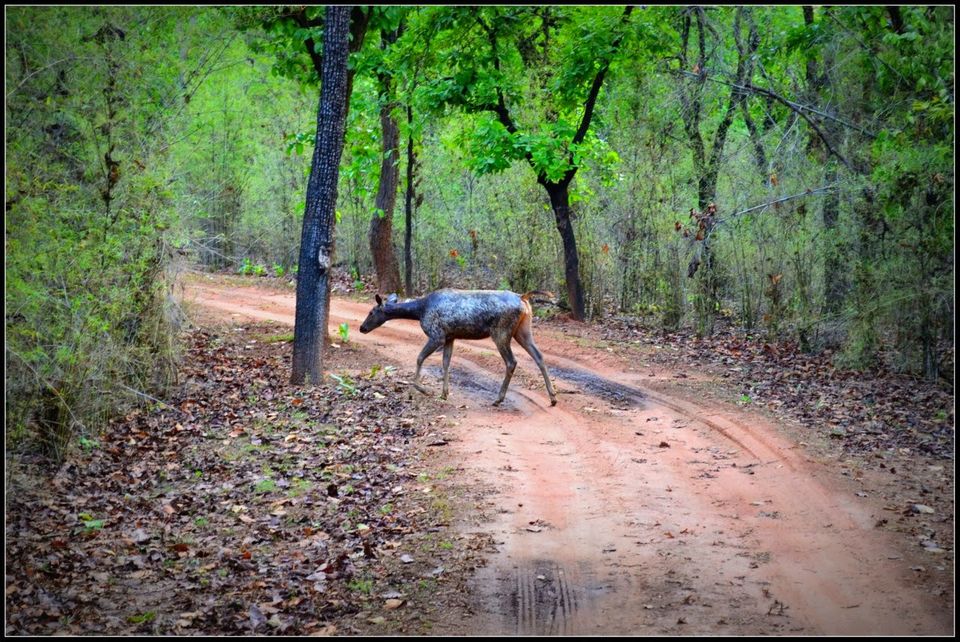 Photo of A Wild Encounter: Bandhavgarh 6/8 by Neha Sharma