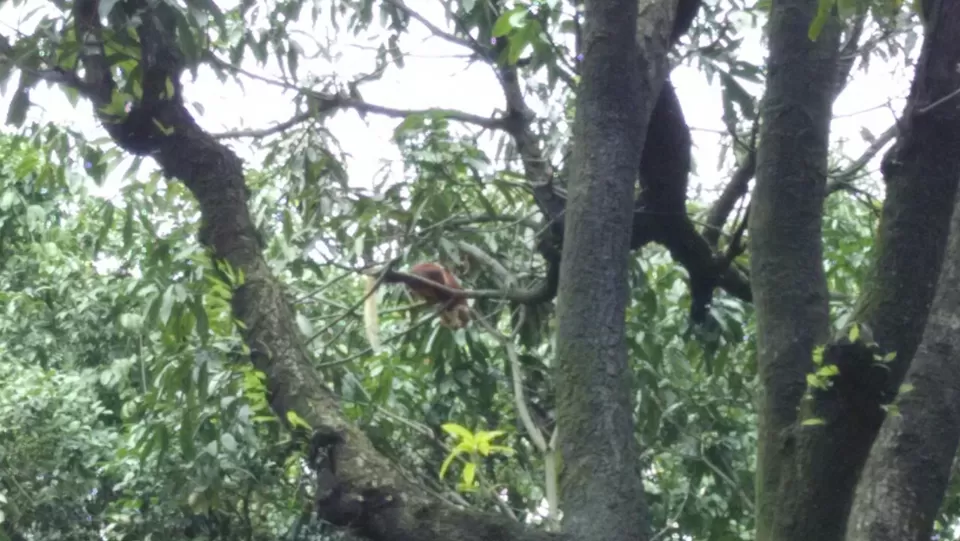 Photo of Everest Base Camp Trekking Route, Khumjung, Eastern Region, Nepal by Dhananjay Dev Sharma