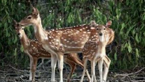 Photo of कुर्सियांग by Kalpana Srivastav