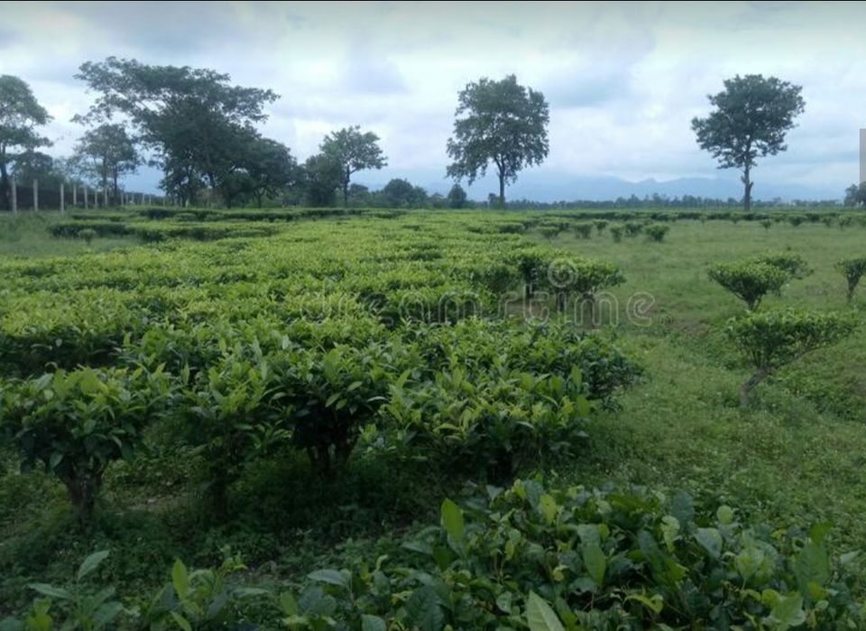 Photo of सिलीगुड़ी by Kalpana Srivastav