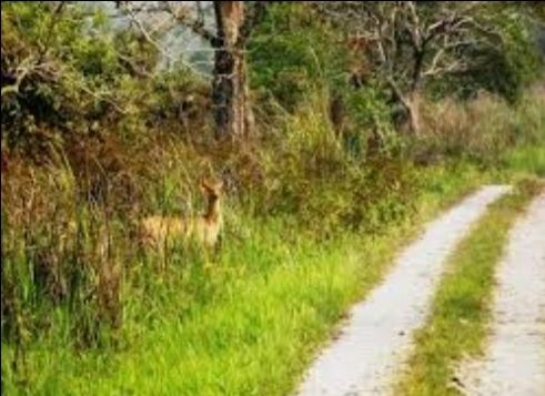 Photo of सात दिन में घूमें उत्तरी बंगाल और सिक्किम के ये 10 खूबसूरत जगह..... by Kalpana Srivastav