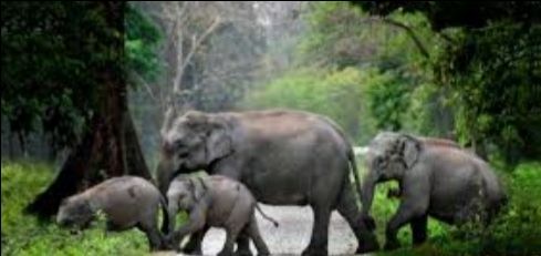 Photo of सात दिन में घूमें उत्तरी बंगाल और सिक्किम के ये 10 खूबसूरत जगह..... by Kalpana Srivastav